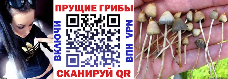 как найти наркотики Эртиль Псилоцибиновые грибы ЛСД